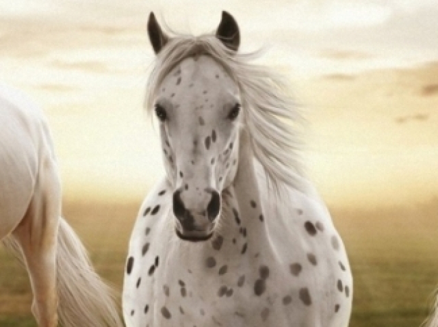 Você é um(a) cavalo/égua