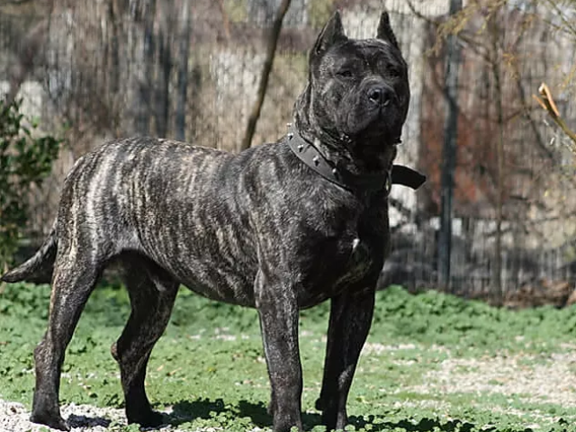 Raças de cachorros, quer arriscar? (difícil)