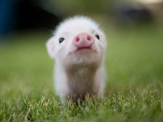 Qual animal mais combina com a sua personalidade?
