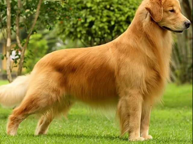 Golden retriver.