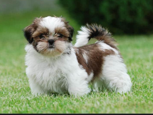 shih tzu.