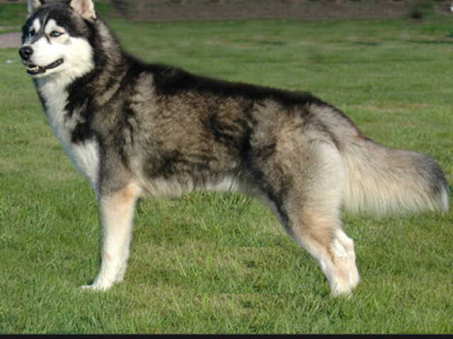 husky siberiano