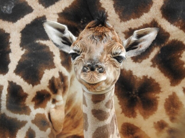 Girafa