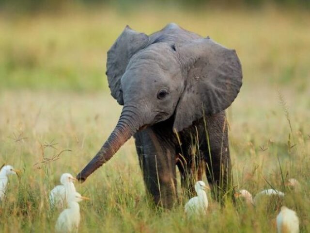 Elefante
