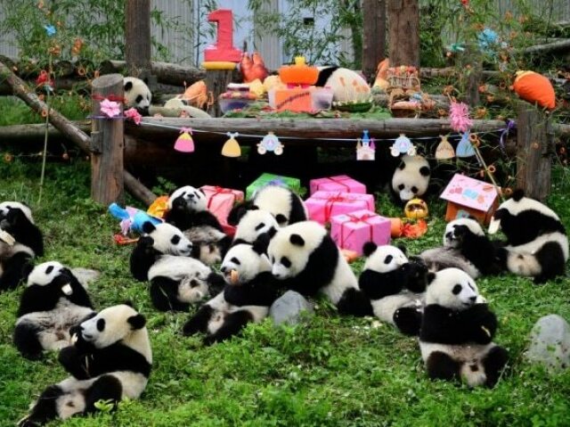 Panda