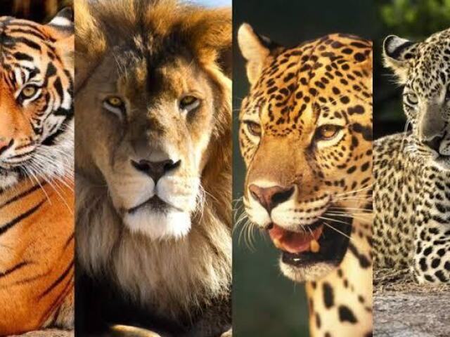 Os 4 grandes felinos