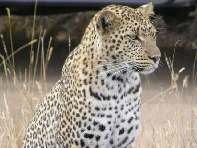 Leopardo