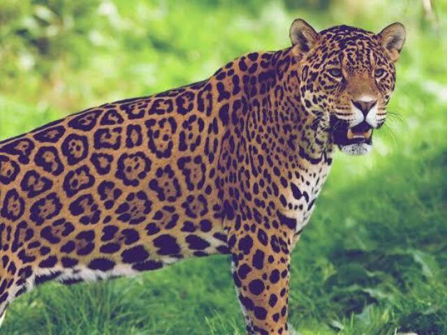 Onça pintada