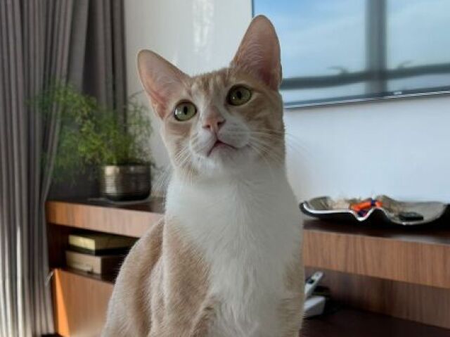 Quanto você sabe sobre gatos?