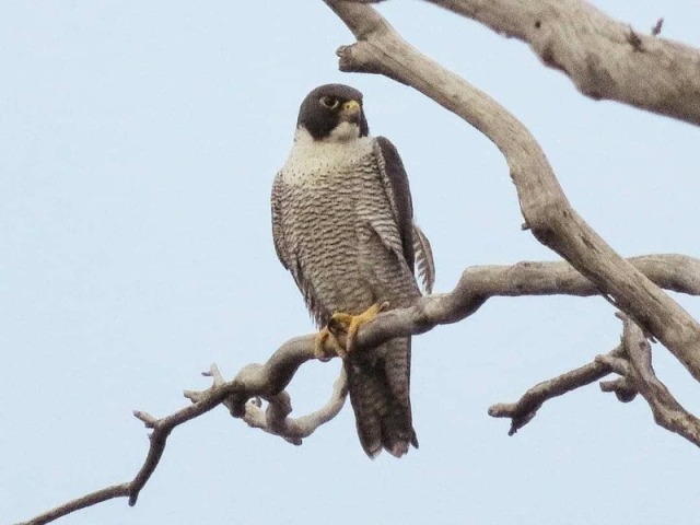 Falcão