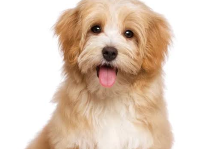 Qual é a raça do animal?