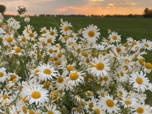 Margarida