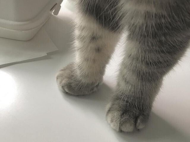 Seu gatinho foi muito feliz ao seu lado!