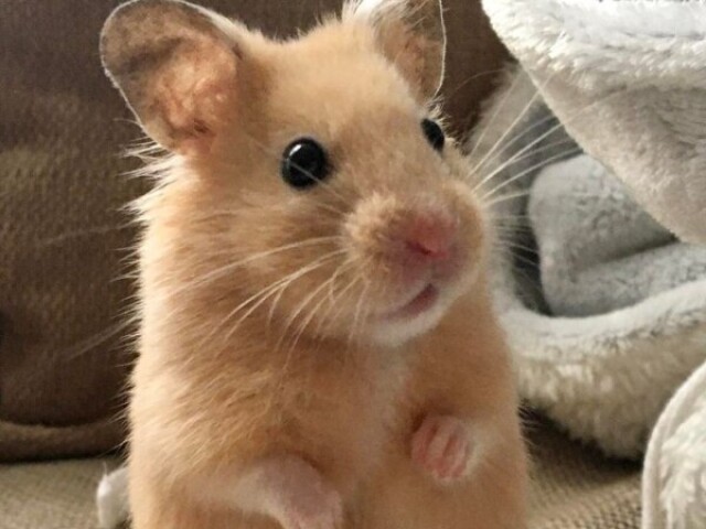 Hamster