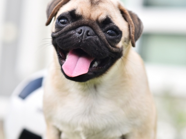 Que animal você seria?
