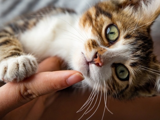 Gato