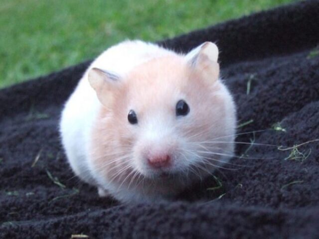 Hamster