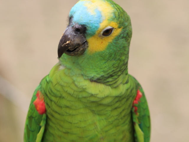 Papagaio