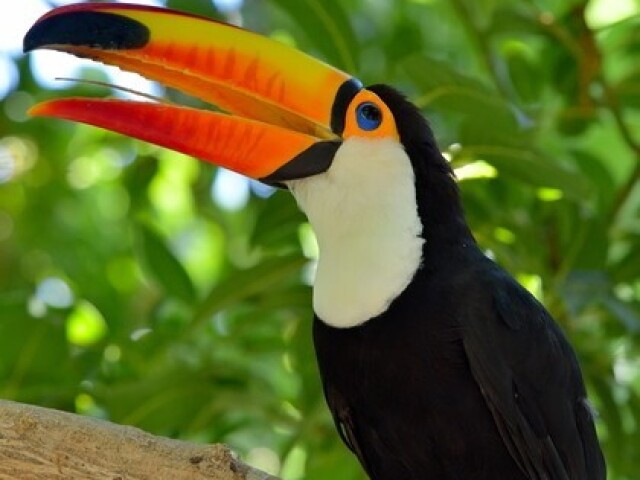 Tucano