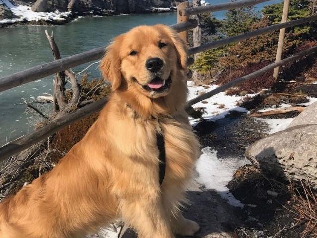 Que raça de cachorro você seria?