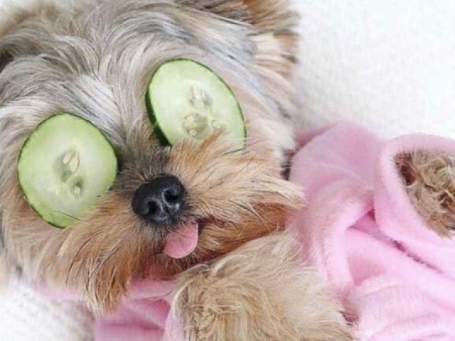 Yorkiesharie Terrier