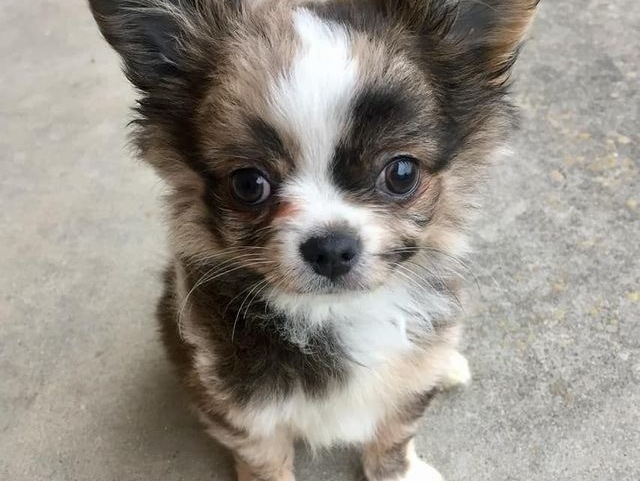 Chiwawa