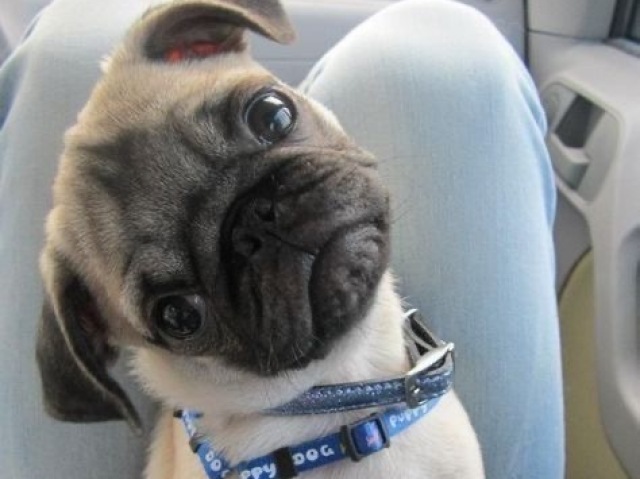 Pug
