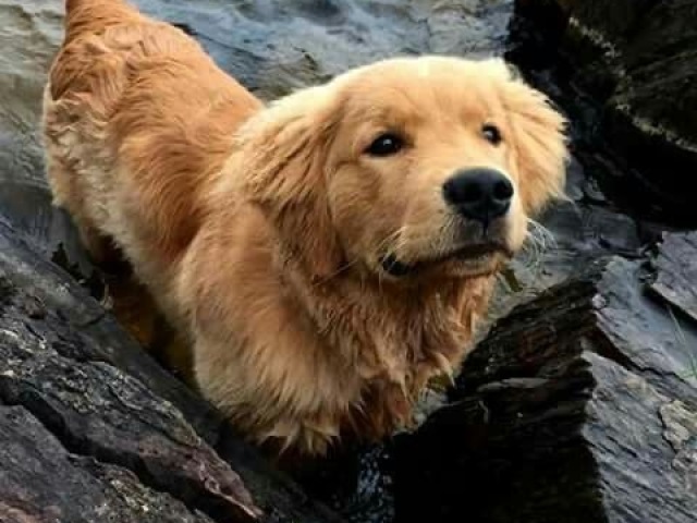 Golden retriever