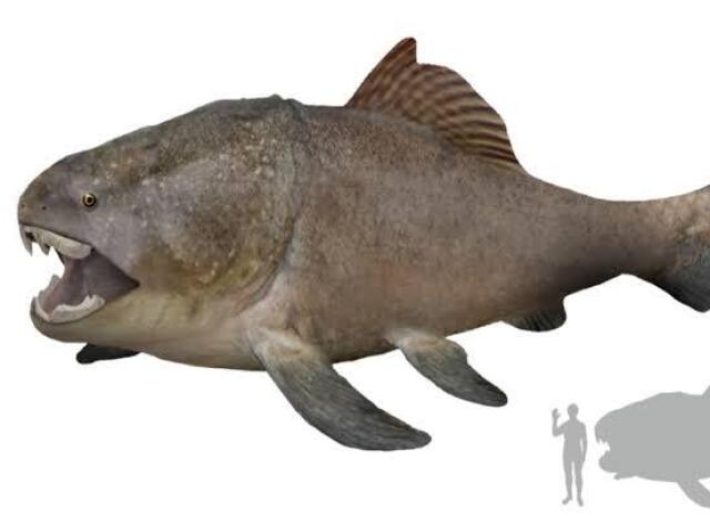 Dunkleosteus