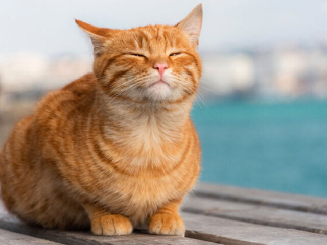 Gato