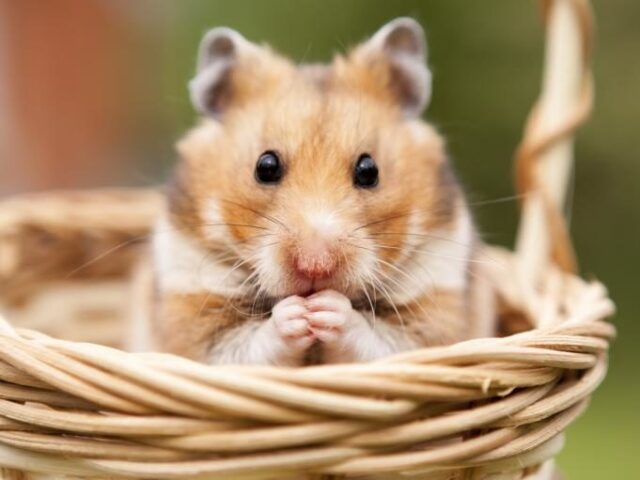Hamster