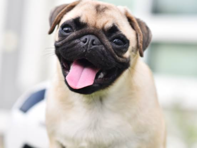 Pug