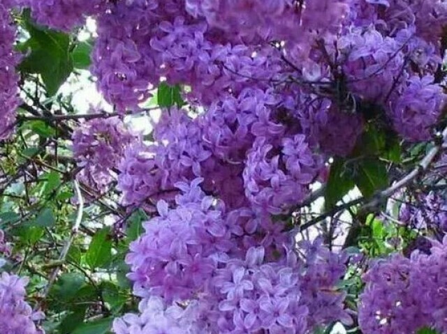 Rosa amarela e flor lilás