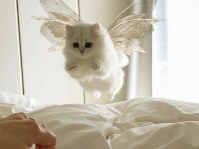 ♡•° que tipo de gato você é? °•♡