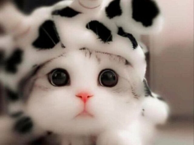 ♡•°gato fofo°•♡