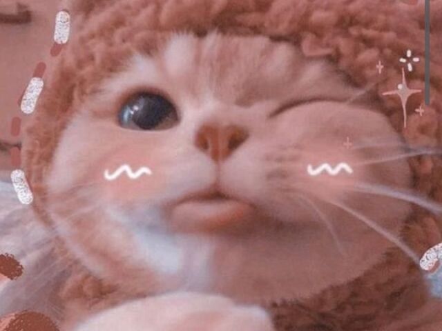 ♡•°gato super fofo°•♡