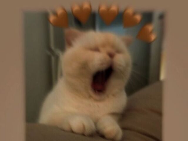 ♡•°gato despreocupado°•♡