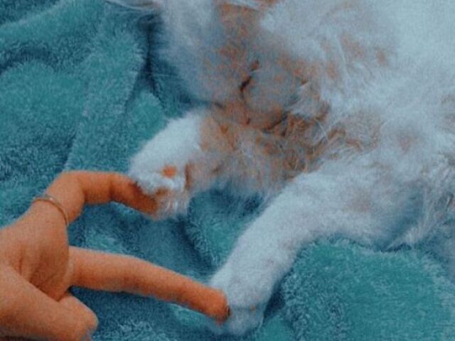 ♡•°gato que ama o seu dono(a)°•♡