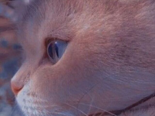 ♡•°gato gentil°•♡