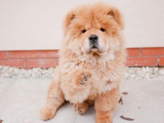 ⊹ Chow Chow.