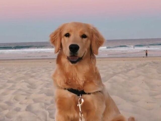 ⊹ Golden Retriever.