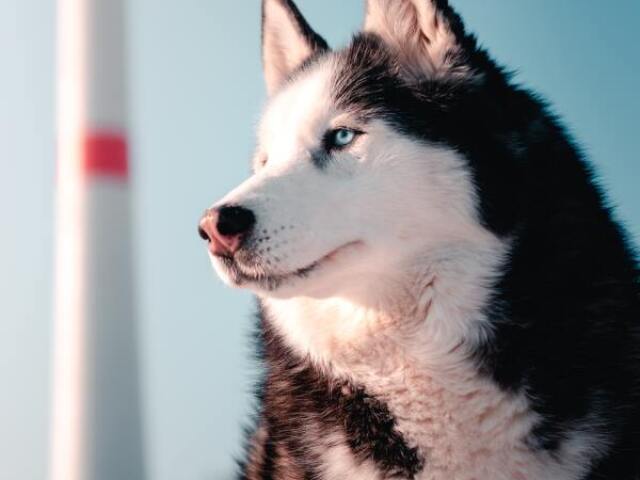 ⊹ Husky Siberiano.