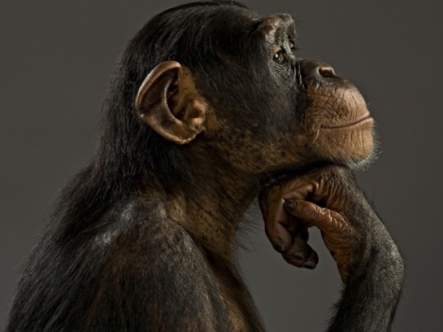 Chimpanzé