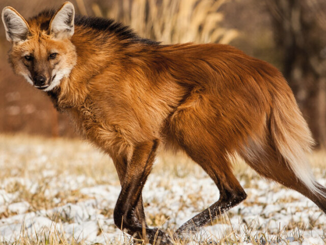 Lobo Guará