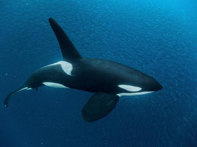 Orca