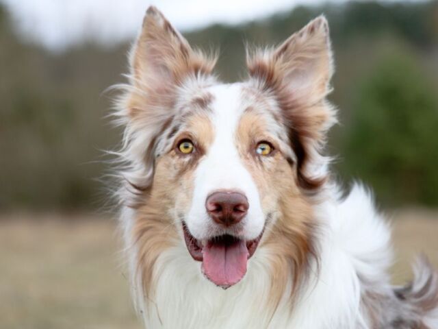 Border Collie