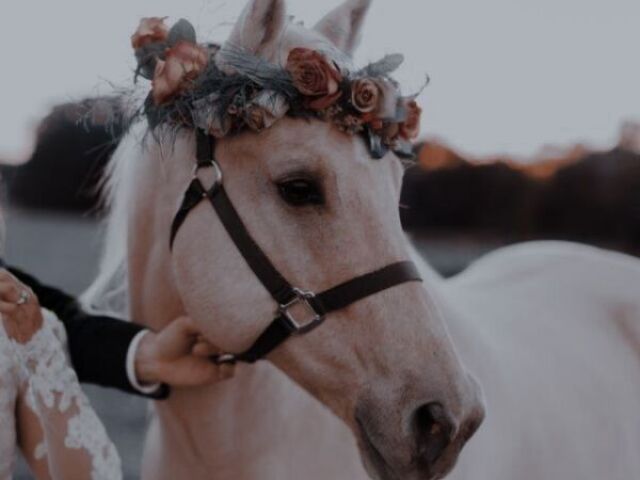 ∴ cavalo