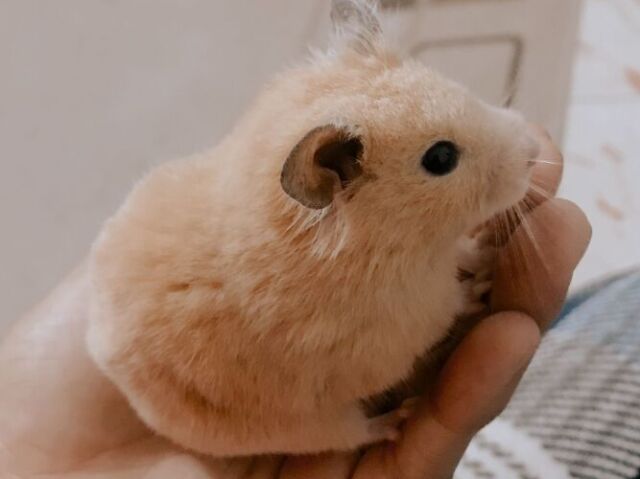 ∴ hamster