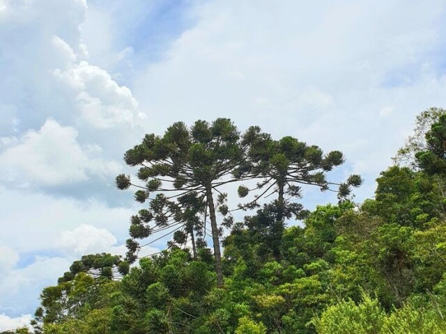 II. A Mata das araucarias, é típica de regiões de clima subtropicais. Essa vegetação aparece muitas vezes associada a erva-mate nativa.