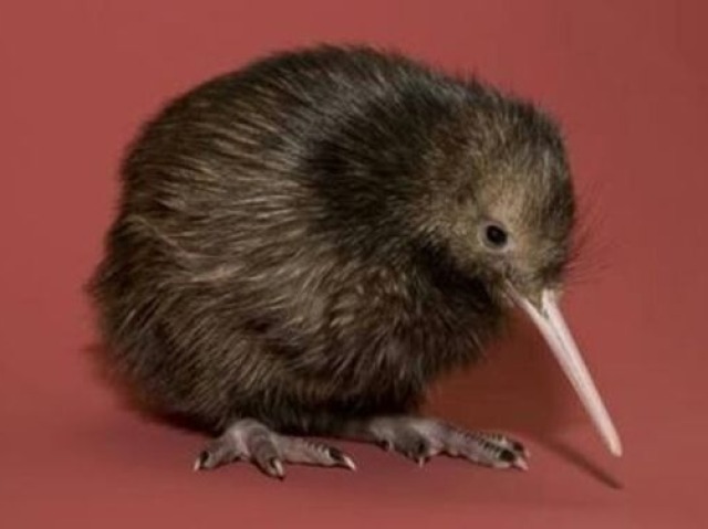 Kiwi